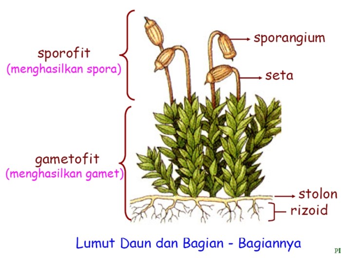 gambar struktur tubuh lumut terbaru