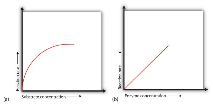 grafik pengaruh suhu terhadap kerja enzim