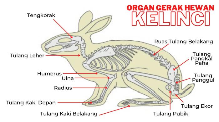 kelinci dalam bahasa jepang