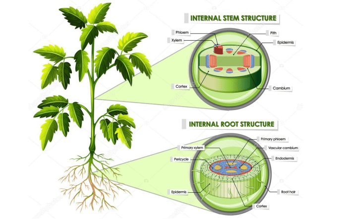 gambar soal bagian tumbuhan terbaru