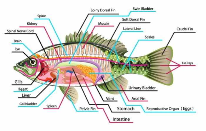 gambar morfologi ikan nila