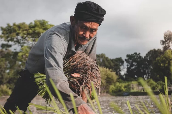 kerbau traktor petani sawah tani padi bekerja penanam mesin buruh