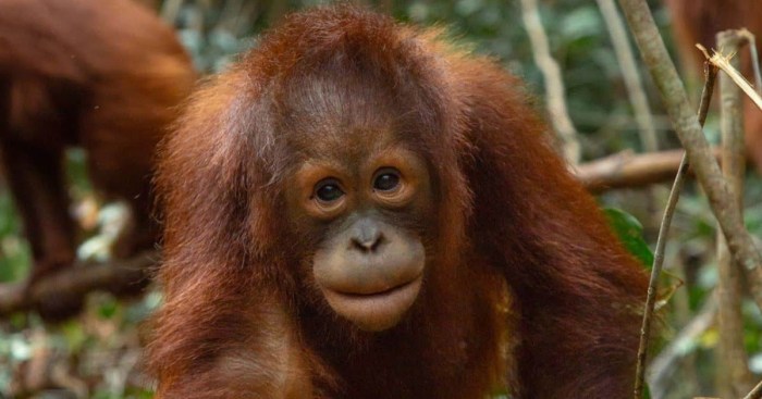 cara melestarikan orang utan terbaru