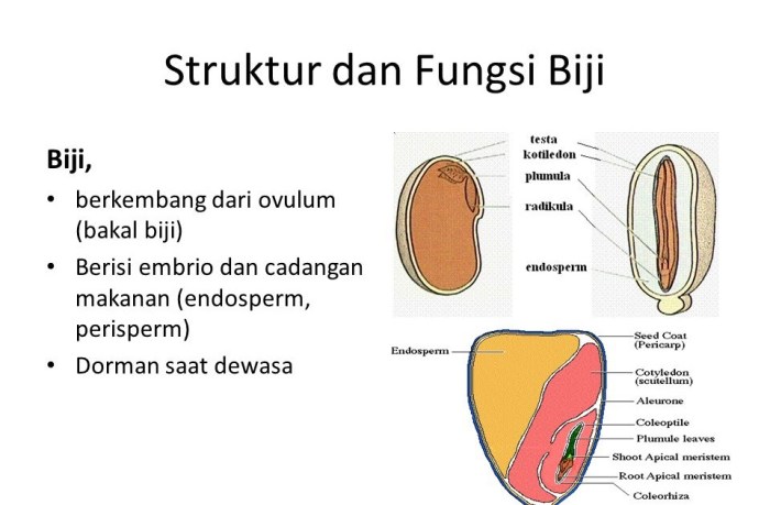 bagian bagian biji mangga