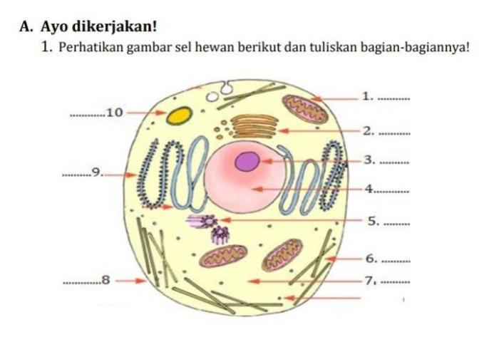 perhatikan gambar sel hewan berikut