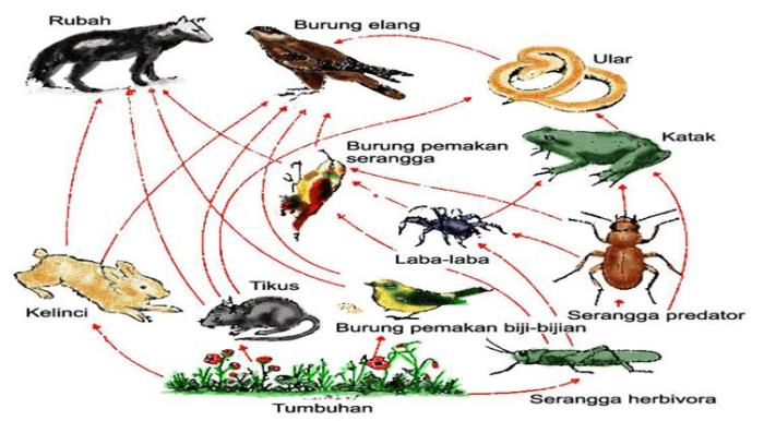 jaring jaring makanan di gurun terbaru