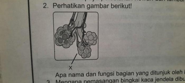 bagian yang ditunjuk huruf x adalah