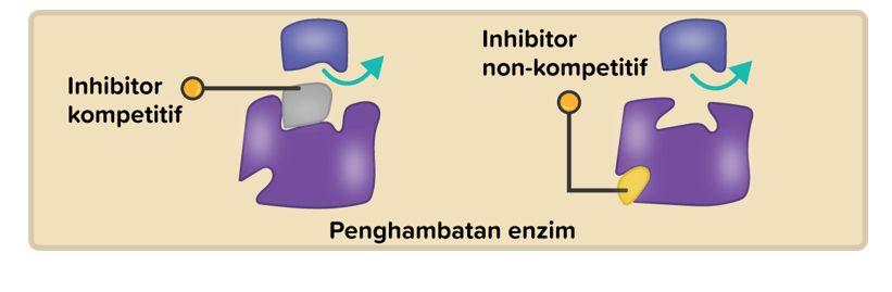 ciri ciri inhibitor kompetitif