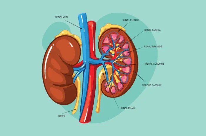 gambar struktur ginjal manusia terbaru