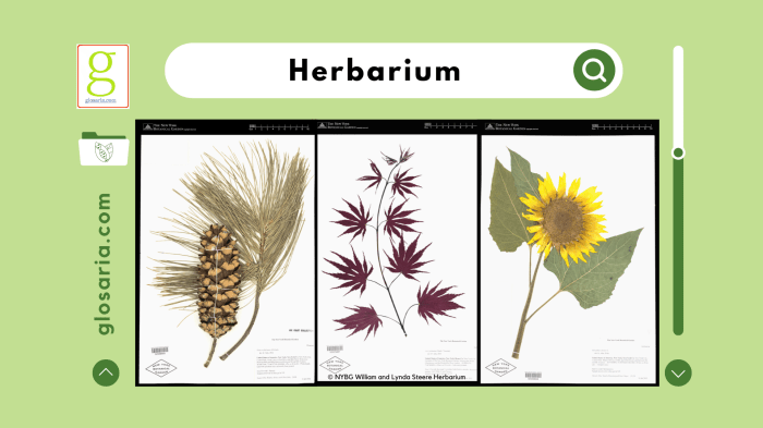 Tanaman yang cocok untuk herbarium kering