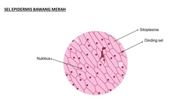 sel bawang merah mikroskop terbaru