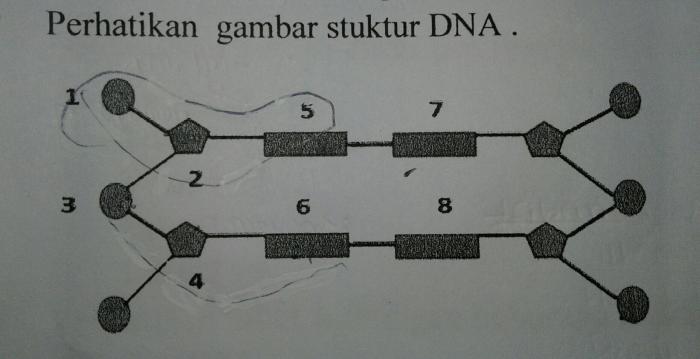 Skema untai dna yang memiliki 6 nukleotida