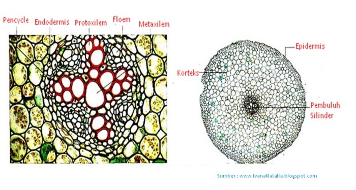gambar penampang melintang akar dikotil