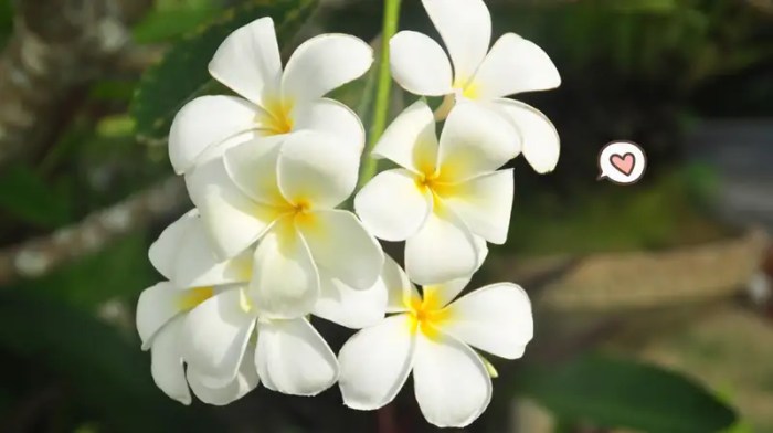 michelia cempaka champaca flora magnolia wangi zimbabweflora zw aceh provinsi menanam asal species tanaman champa magnolias identitas pohon alberi kuning