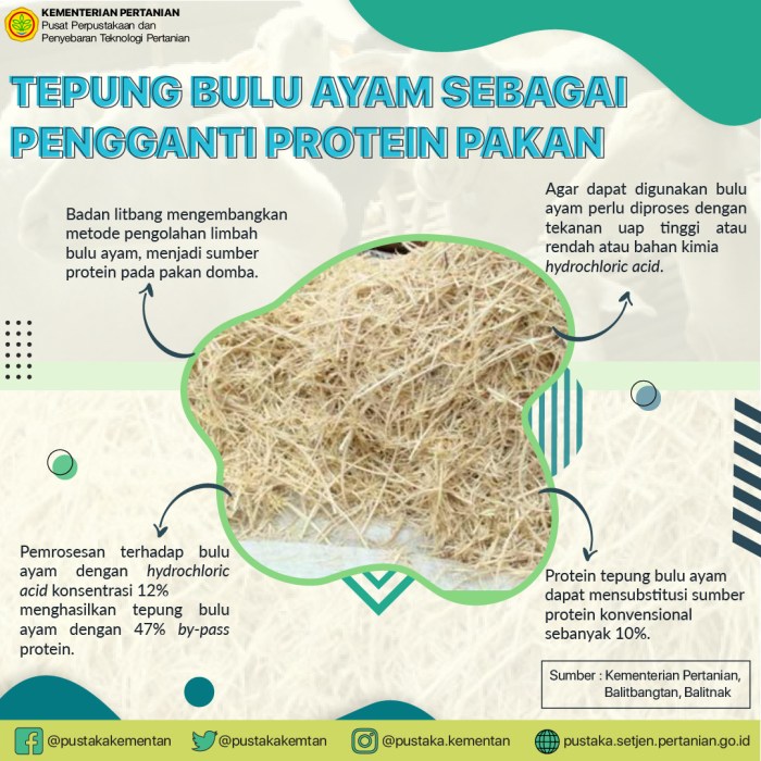 kandungan protein usus ayam terbaru