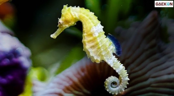 laut kuda hewan hippocampus spp binatang bawah