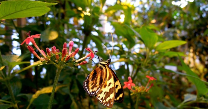 flora dan fauna hutan gugur terbaru