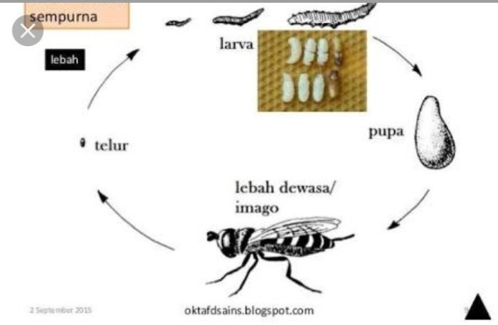 lebah madu hidup siklus bagian morfologi tebuan hewan dari menyengat apis struktur reproduksi sengat mati setelah klasifikasi badan kaki ratu