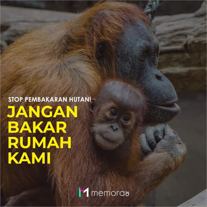 cara melestarikan orang utan terbaru