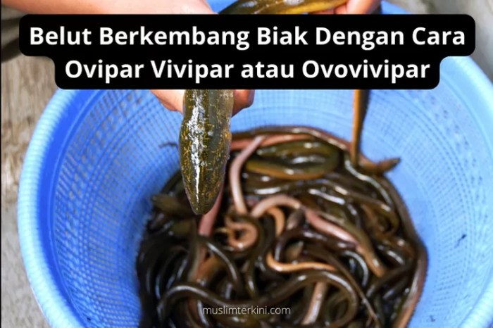 belut berkembang biak dengan terbaru