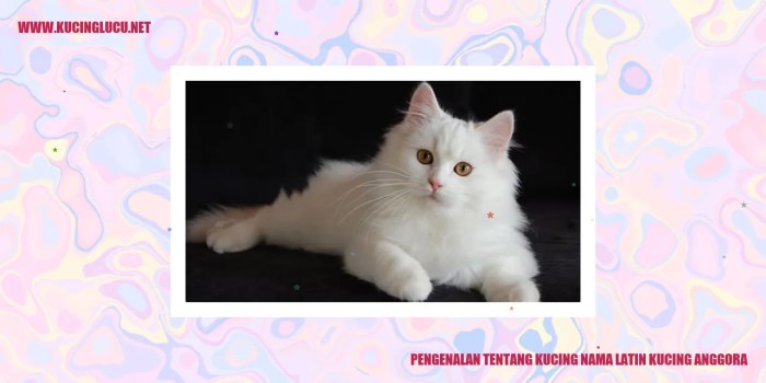 nama latin kucing anggora terbaru