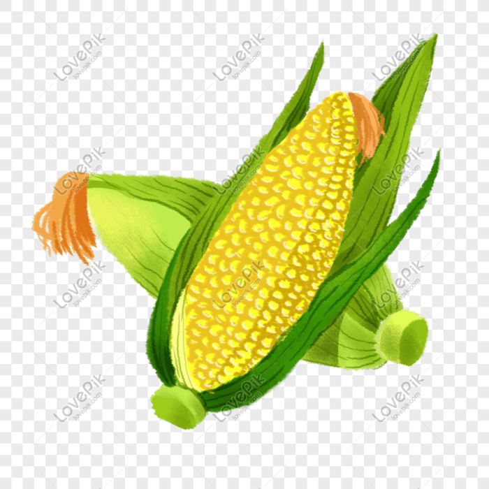 gambar pohon jagung dan bagiannya