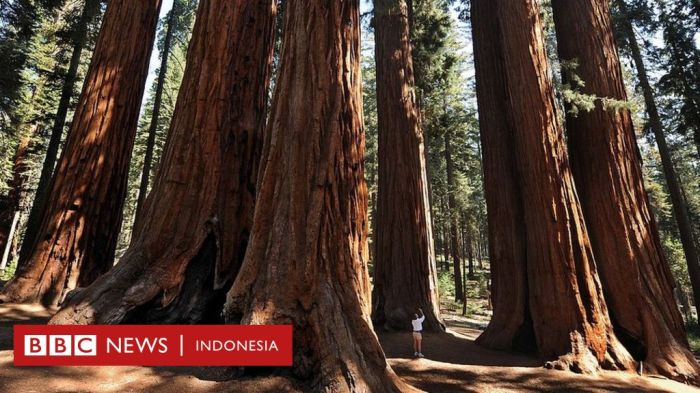 menanam pohon lingkungan reboisasi manusia halaman tanam manfaatnya sekitar gerakan mengamati dini siswa belajar kita mengeluh priority