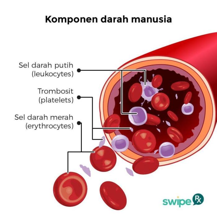 perbedaan trombosit dan hb terbaru