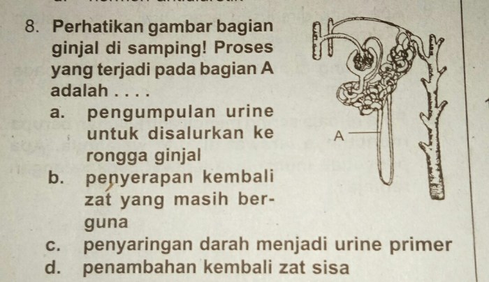 proses perhatikan bagian urine pada terjadi ditunjuk huruf tubulus