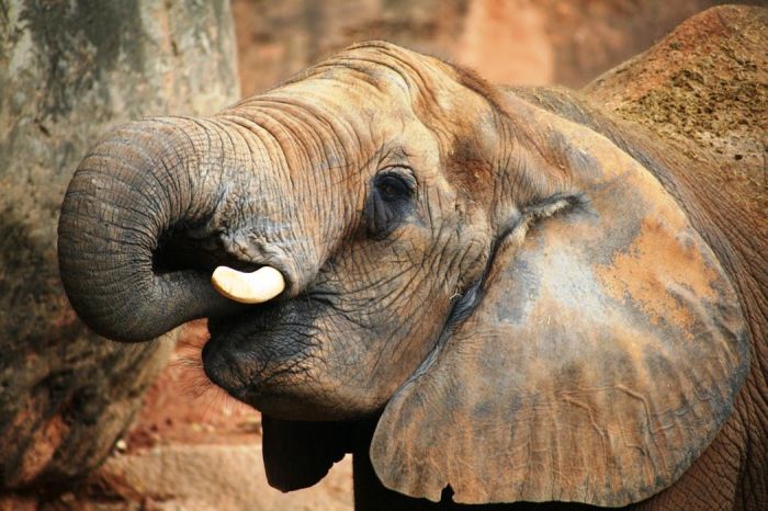 gajah bertelur atau beranak