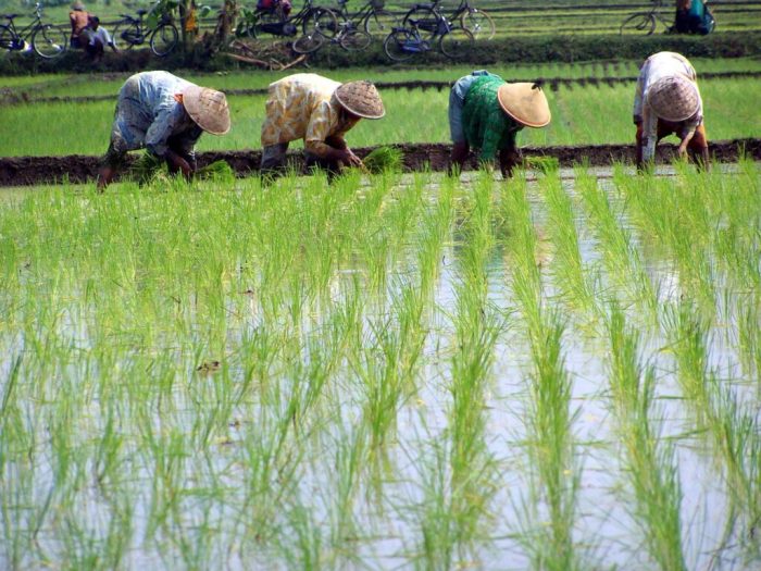 perbedaan ladang dan kebun terbaru