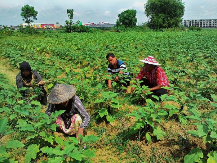 perbedaan ladang dan kebun