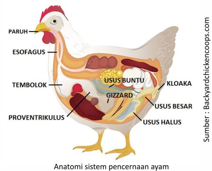 fungsi organ tubuh ayam lengkap