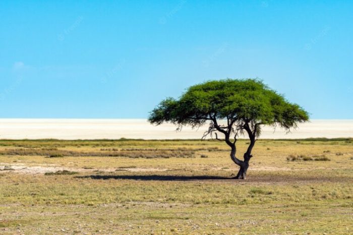 akasia pohon tanaman benih acacia bibit bibitbunga menanam grasslands pelindung biji savanna plain arbol jual