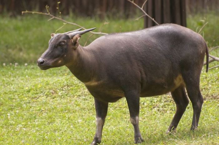 fauna khas sulawesi tengah