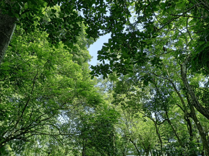 tumbuhan hutan hujan tropis