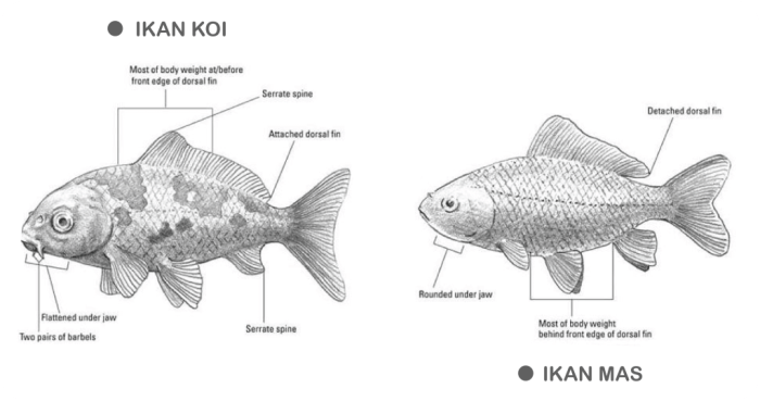 ikan mas cyprinus carpio perbedaan carassius auratus hias