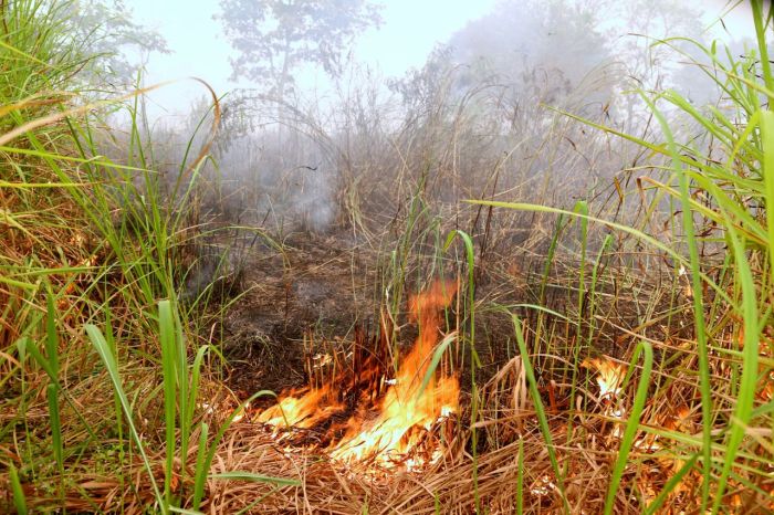 arang yang terbakar dan masih berapi terbaru