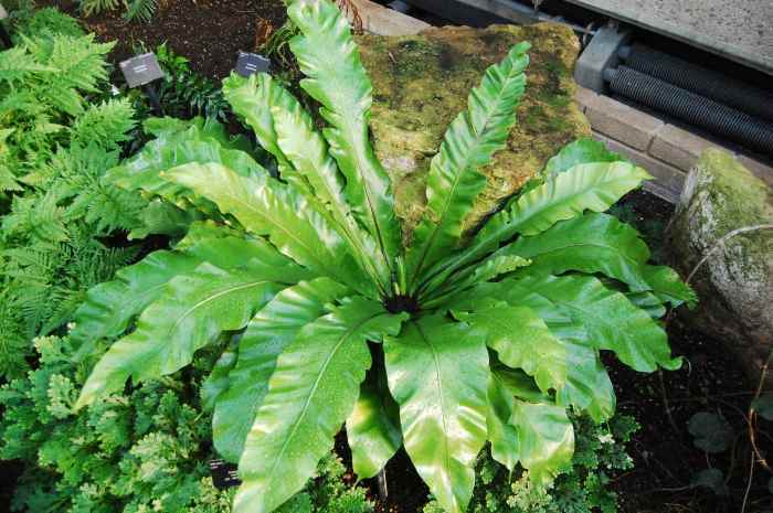 paku sarang burung asplenium nidus fern noministnow pabrik kulit subtropical