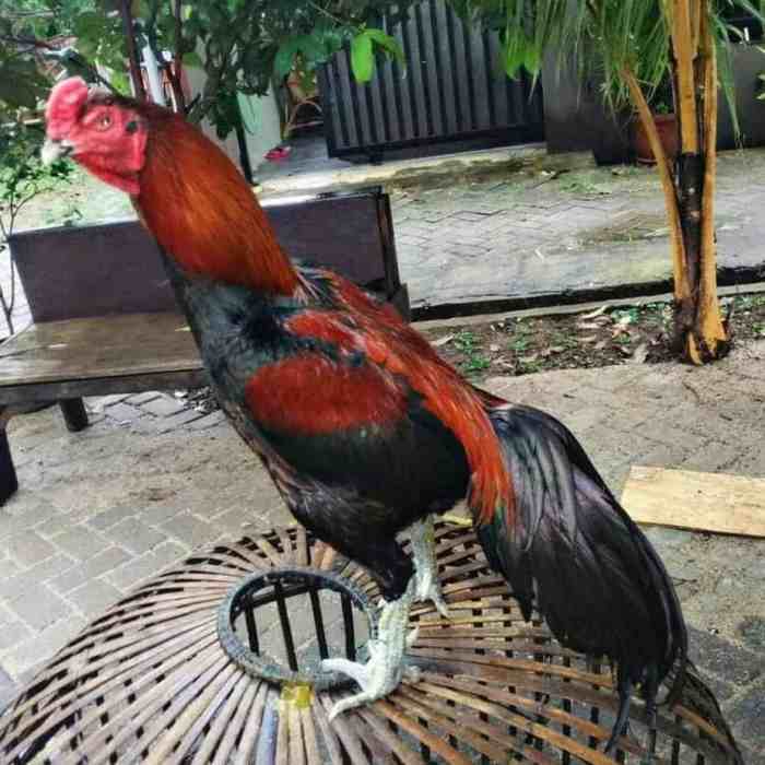 ayam kelamin jantan jenis membedakan betina ciri