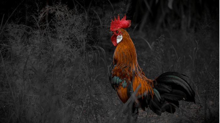 ayam berkokok malam pertanda matoa komunitas bunyi arti