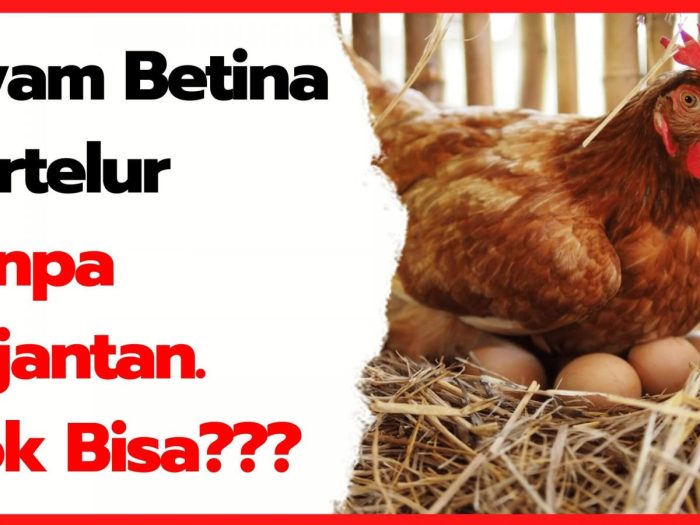 bertelur ayam berapa pejantan