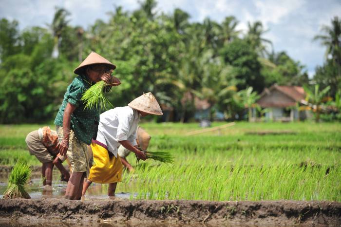 perbedaan petani dan buruh tani terbaru