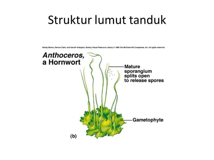 gambar struktur tubuh lumut