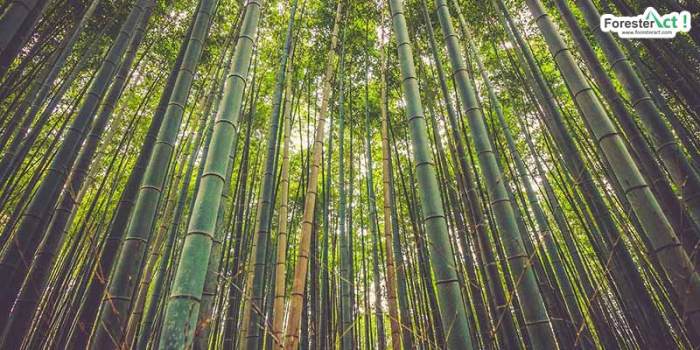 jelaskan ciri khusus dari pohon bambu terbaru