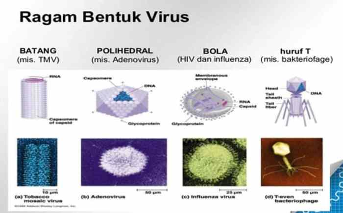 virus pada hewan dan penyakitnya