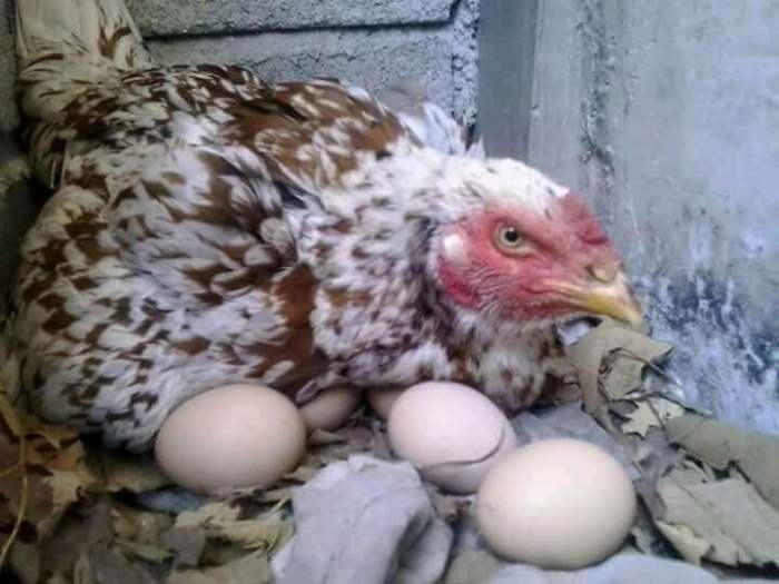 berapa hari ayam bertelur setelah kawin