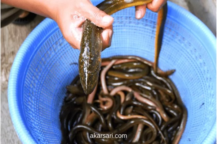 belut berkembang biak dengan