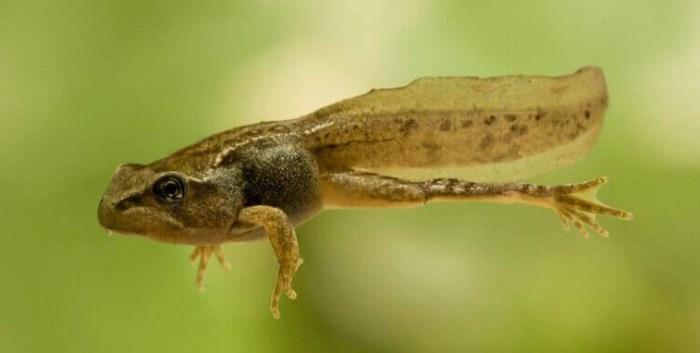 telur berudu: katak psikotes terbaru