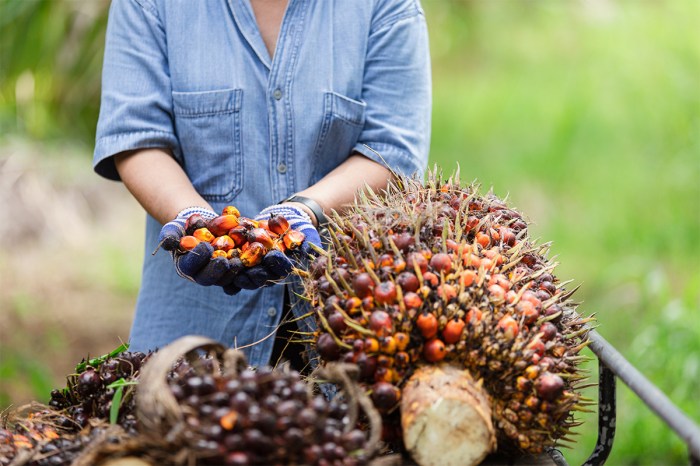 Wawancara tentang perkebunan kelapa sawit